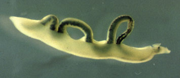 Couple de Schistosoma mansoni