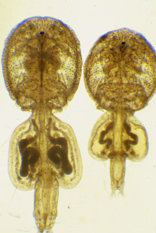 Lepeophteirus thompsoni et europaensis femelles