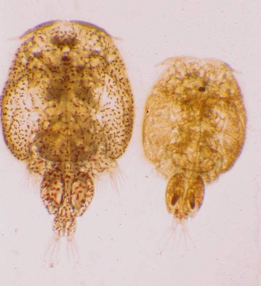 Lepeophtheirus thompsoni et europaensis mles