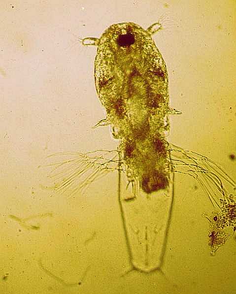 Copepodite