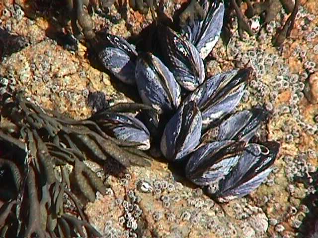 Moules