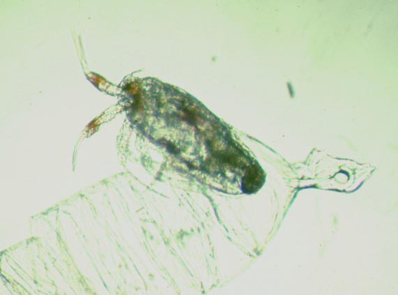 Nauplius 1