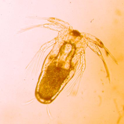 Nauplius 2