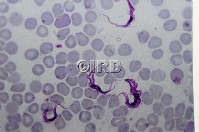 Trypanosomes