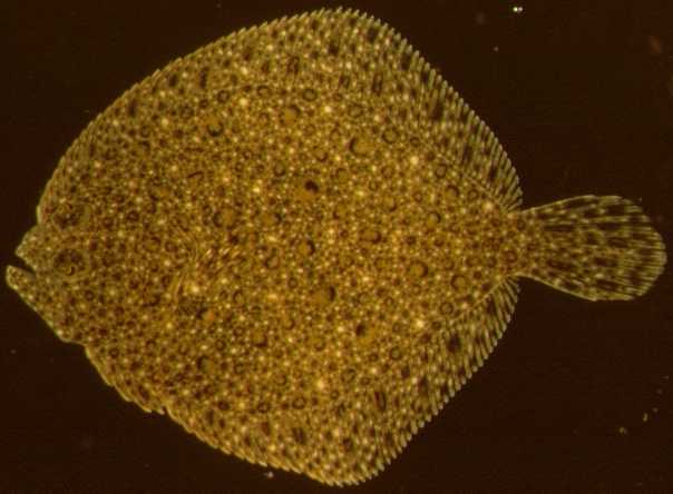 Turbot