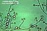 Candida